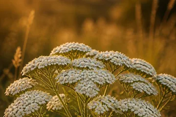 Achillée millefeuille — photo principale
