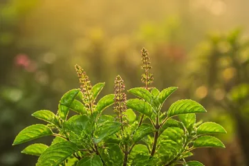 Basilic sacré (tulsi) — photo principale
