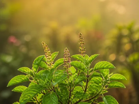 Basilic sacré (tulsi) — photo principale