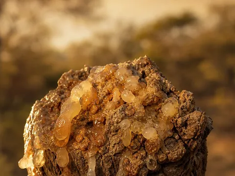 Boswellia — photo principale