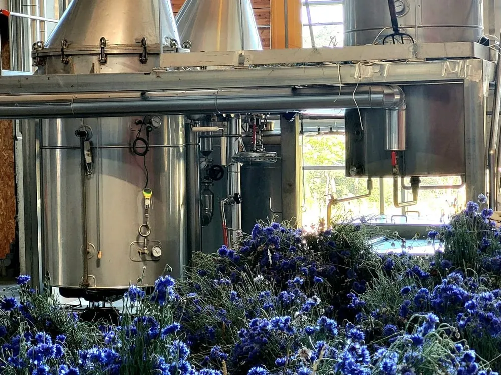 Alambics en inox de la distillerie Essenciagua derrière une brassée de bleuets fraîchement cueillis