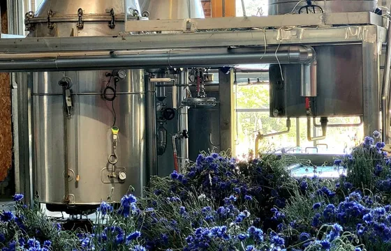 Alambics en inox de la distillerie Essenciagua derrière une brassée de bleuets fraîchement cueillis