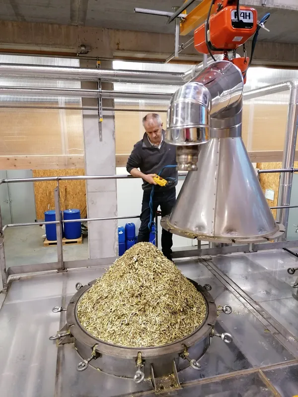 Un distillateur charge des plantes dans la cuve d'un alambic en inox