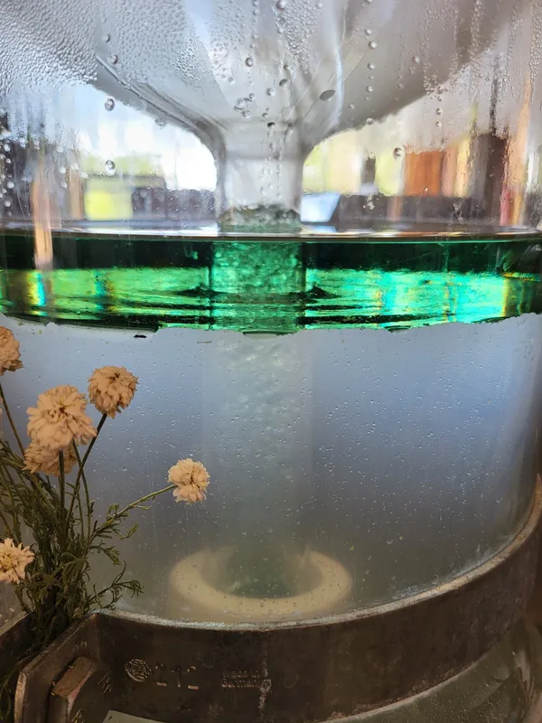 Essencier en verre où l'huile essentielle se sépare de l'hydrolat, à côté de fleurs séchées