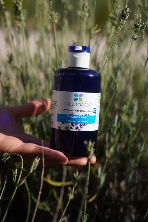 Flacon d'hydrolat de lavande fine Essenciagua tenu en main devant des tiges de lavande