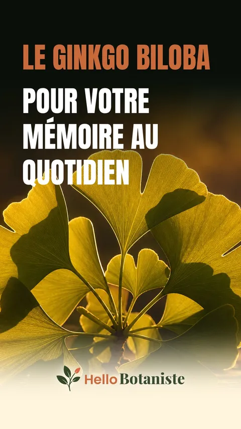 Ginkgo biloba — vidéo Shorts
