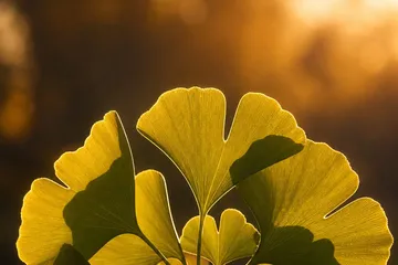 Ginkgo biloba — photo principale