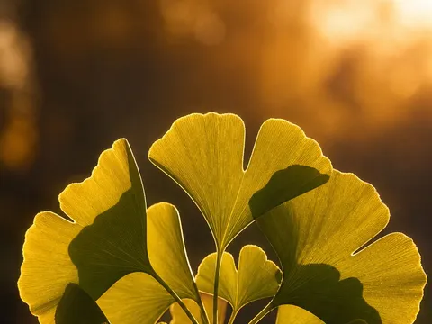 Ginkgo biloba — photo principale