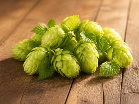 Houblon — photo principale