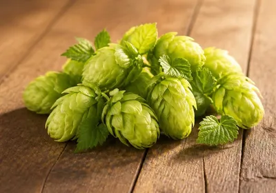 Infusion de houblon