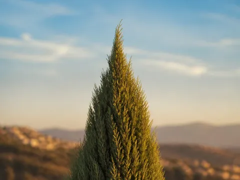 Huile essentielle de cyprès — photo principale