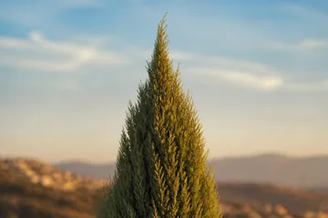 Huile essentielle de cyprès — photo principale
