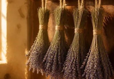 Bouquets de lavande séchée suspendus dans une cuisine rustique