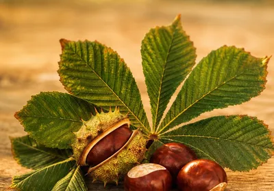 Infusion de marron d'inde