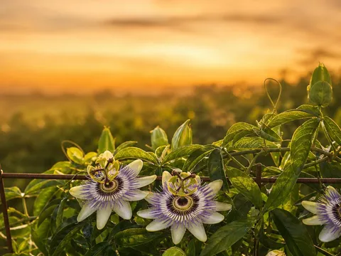 Passiflore — photo principale