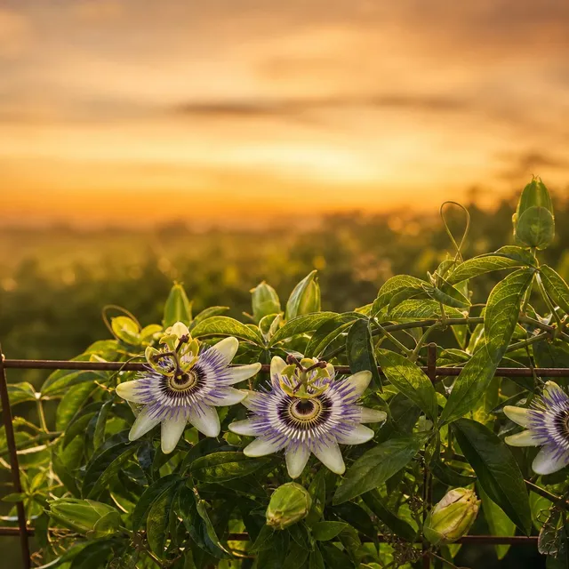 Passiflore — photo principale