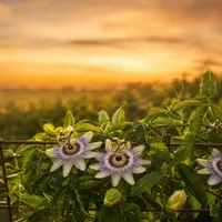 Passiflore — photo principale