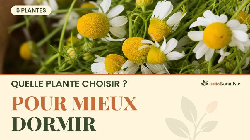 Quelle plante choisir pour mieux dormir selon votre profil ? — miniature de la vidéo