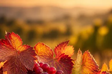 Vigne rouge — photo principale