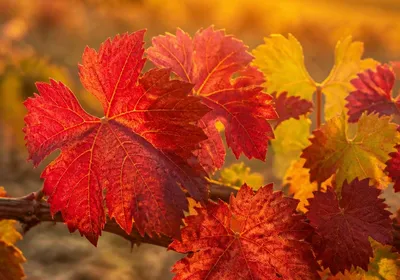 Infusion de vigne rouge